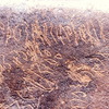 inscription of siglum Is.M 250