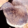 inscription of siglum Is.M 283