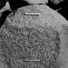 inscription of siglum Is.M 72