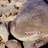 inscription of siglum Is.Mu 137