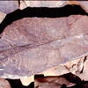 inscription of siglum Is.Mu 138