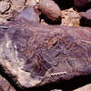 inscription of siglum Is.Mu 138