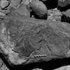 inscription of siglum Is.Mu 139