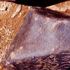inscription of siglum Is.Mu 180
