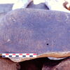 inscription of siglum Is.Mu 186