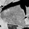 inscription of siglum Is.Mu 245.1