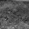 inscription of siglum Is.Mu 253