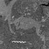 inscription of siglum Is.Mu 335