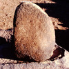 inscription of siglum Is.Mu 361