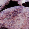 inscription of siglum Is.Mu 373