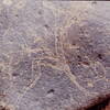 inscription of siglum Is.Mu 460