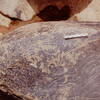 inscription of siglum Is.Mu 462