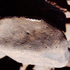 inscription of siglum Is.Mu 475.1