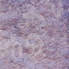 inscription of siglum Is.Mu 479