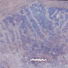 inscription of siglum Is.Mu 482