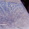 inscription of siglum Is.Mu 482