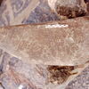 inscription of siglum Is.Mu 496