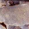inscription of siglum Is.Mu 502