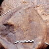 inscription of siglum Is.Mu 518