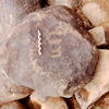 inscription of siglum Is.Mu 553