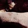 inscription of siglum Is.Mu 582