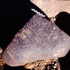 inscription of siglum Is.Mu 69