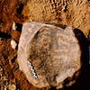 inscription of siglum Is.Mu 704