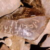 inscription of siglum Is.Mu 740