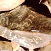 inscription of siglum Is.Mu 740