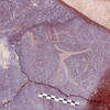 inscription of siglum Is.Mu 877