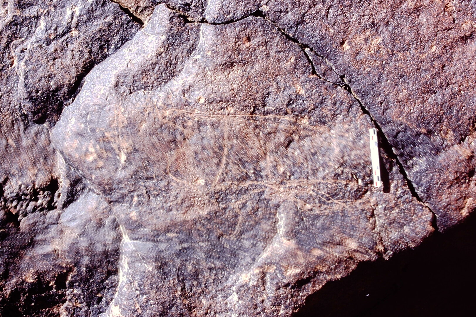 inscription of siglum Is.N 216