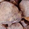 inscription of siglum Is.N 4