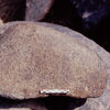 inscription of siglum Is.N 99