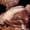 inscription of siglum Is.R 177