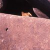 inscription of siglum Is.R 204