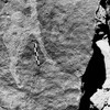 inscription of siglum Is.R 25