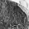 inscription of siglum Is.R 43