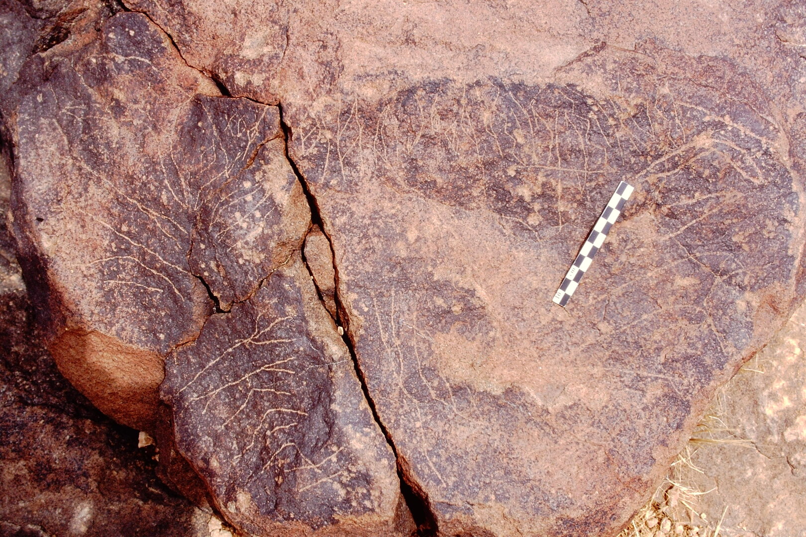 inscription of siglum Is.R 49