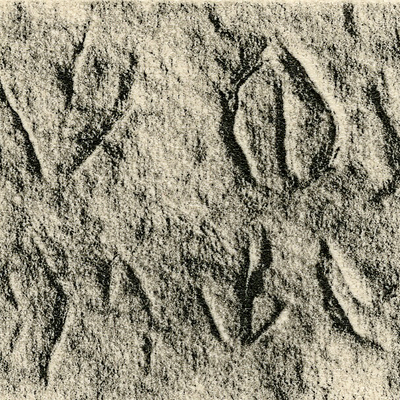 inscription of siglum JSLih 237