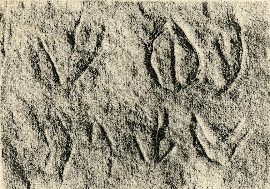 inscription of siglum JSLih 237
