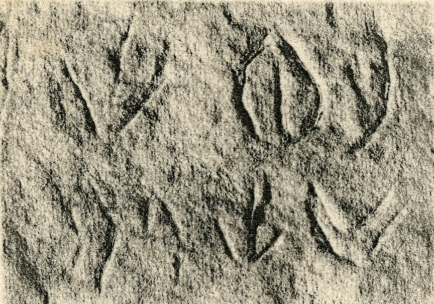 inscription of siglum JSLih 237