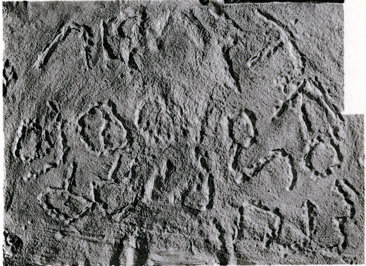 inscription of siglum JSLih 259