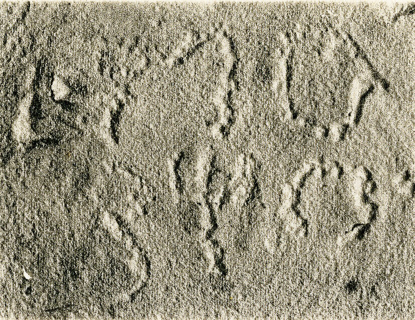 inscription of siglum JSLih 270