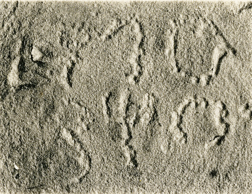 inscription of siglum JSLih 270