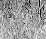 inscription of siglum JSLih 286