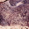 inscription of siglum JaS 75.4