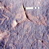 inscription of siglum Jacobson D.3.C.3