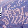 inscription of siglum Jacobson D.4.1