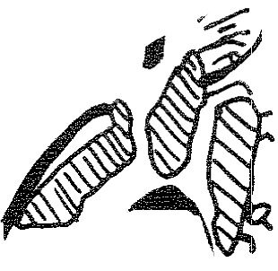 inscription of siglum KRS 1294