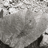 inscription of siglum KRS 1544